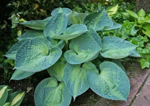 Blue Circle Hosta