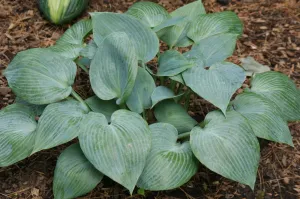 Bulletproof Hosta