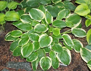 Diana Remembered Hosta