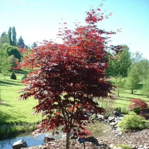 Emperor Japanese Maple