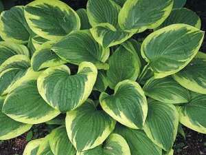 Goldbrook Gratis Hosta