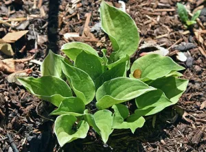 Green Point Hosta