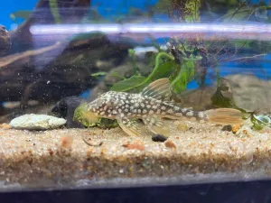 L014 Sunshine Pleco