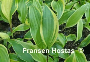 Lipstick Blush Hosta