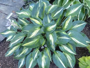 Magic Island Hosta