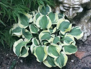 Mouse Capades Hosta