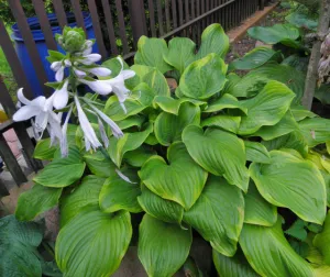 Paradise Sunshine Hosta