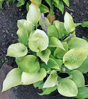 Saketini Hosta