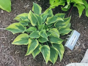 Snowy Lake Hosta