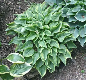 Tango Hosta