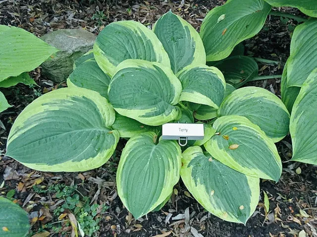 Terry Hosta