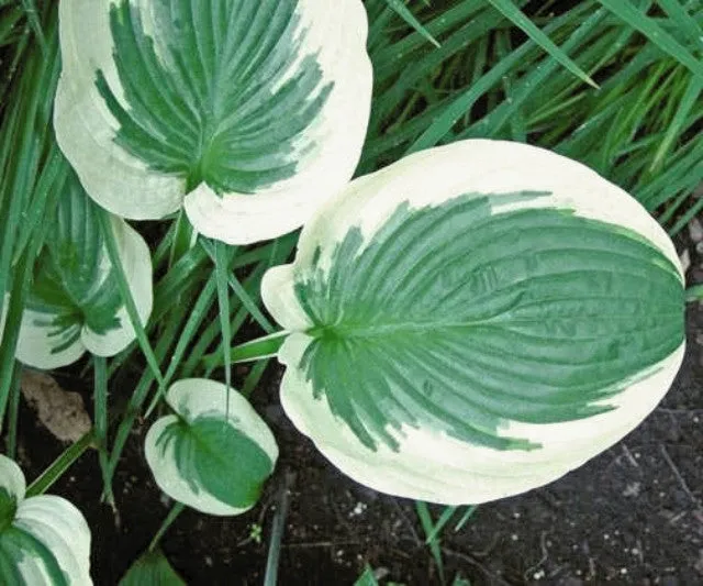 Terry Hosta