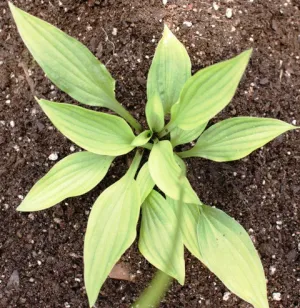 Venessa Hosta