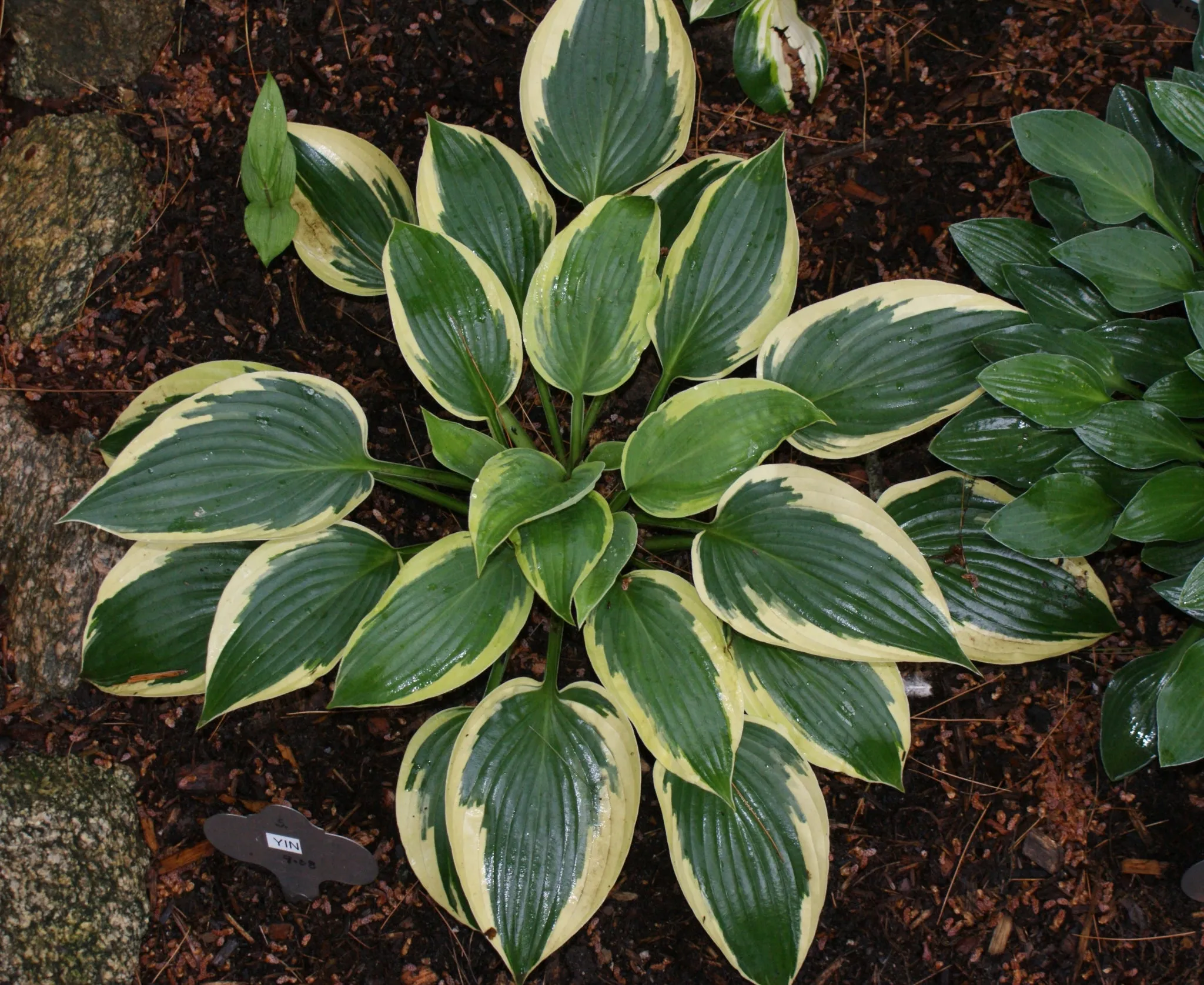 Yin Hosta