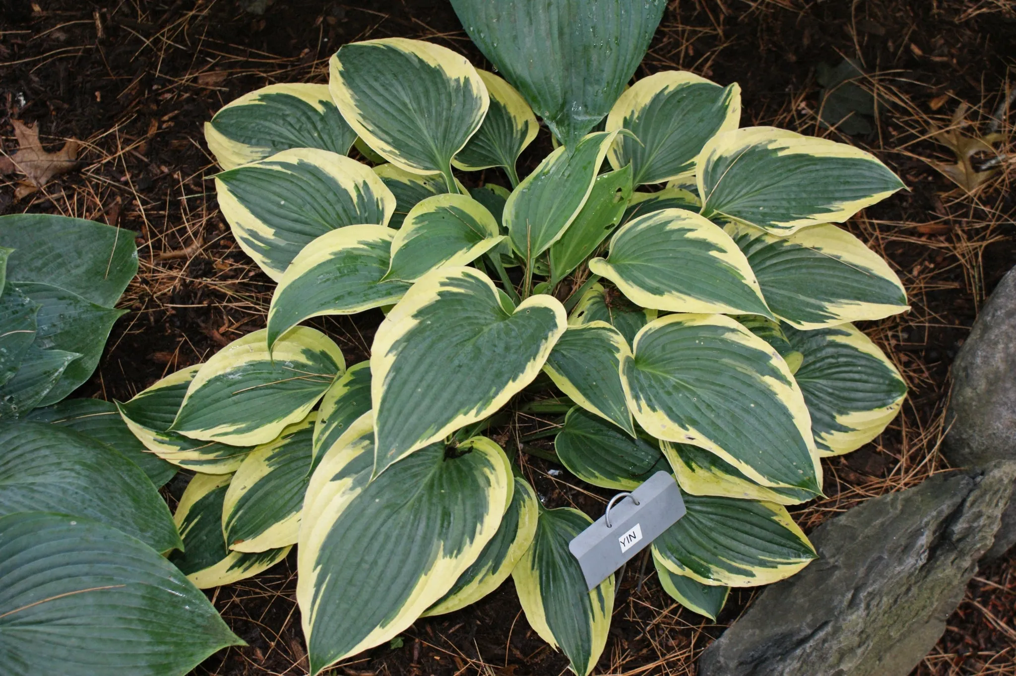 Yin Hosta