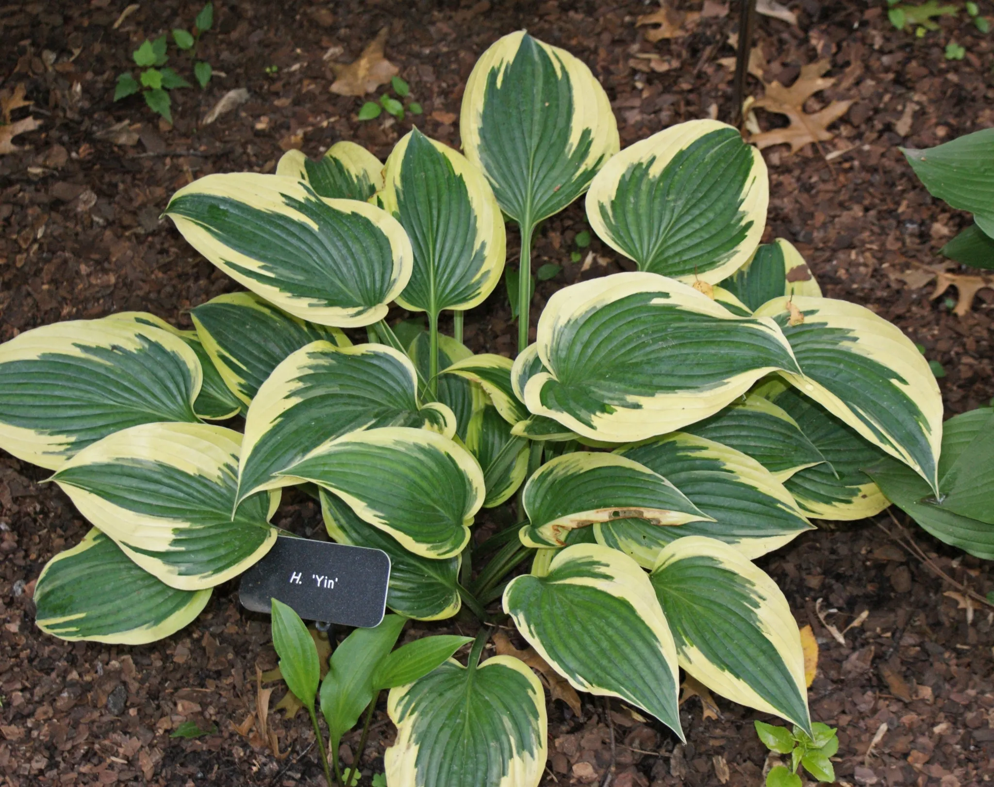 Yin Hosta